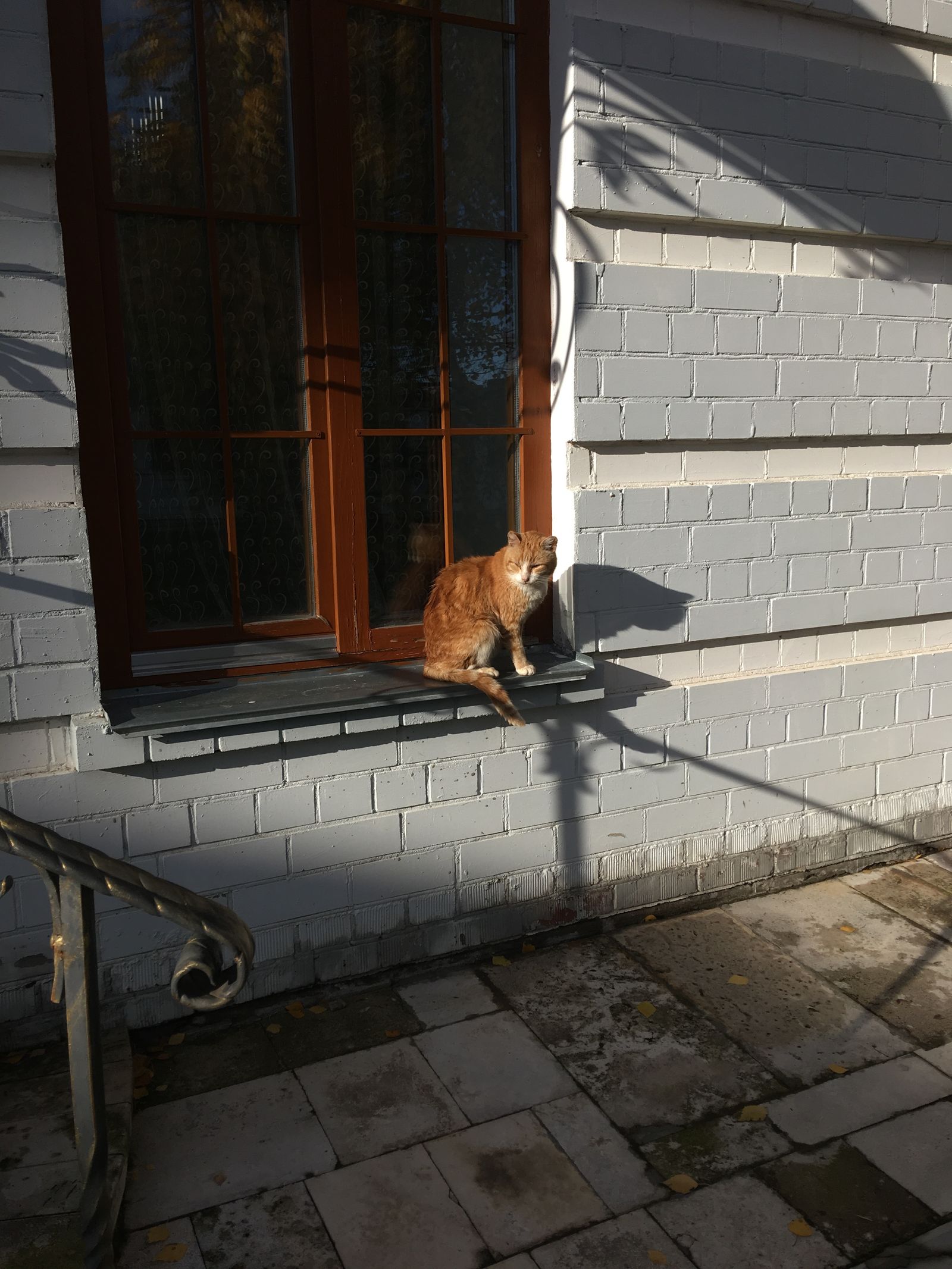 坐在窗台上的猫