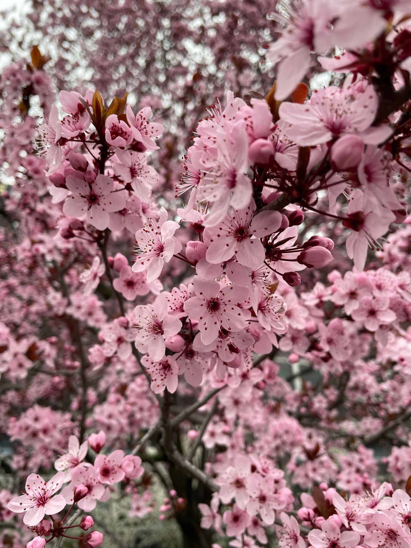 盛开的粉色樱花